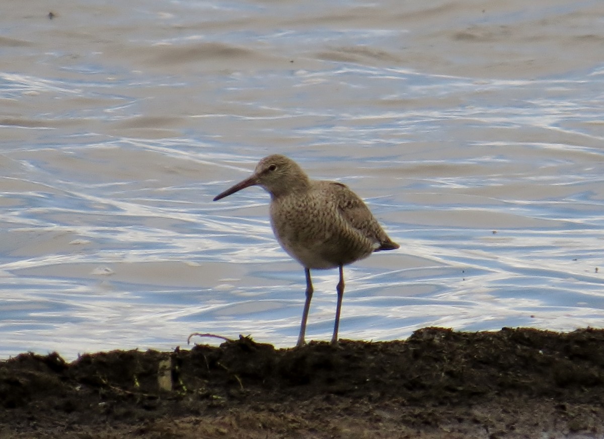 Willet - JoAnn Potter Riggle 🦤