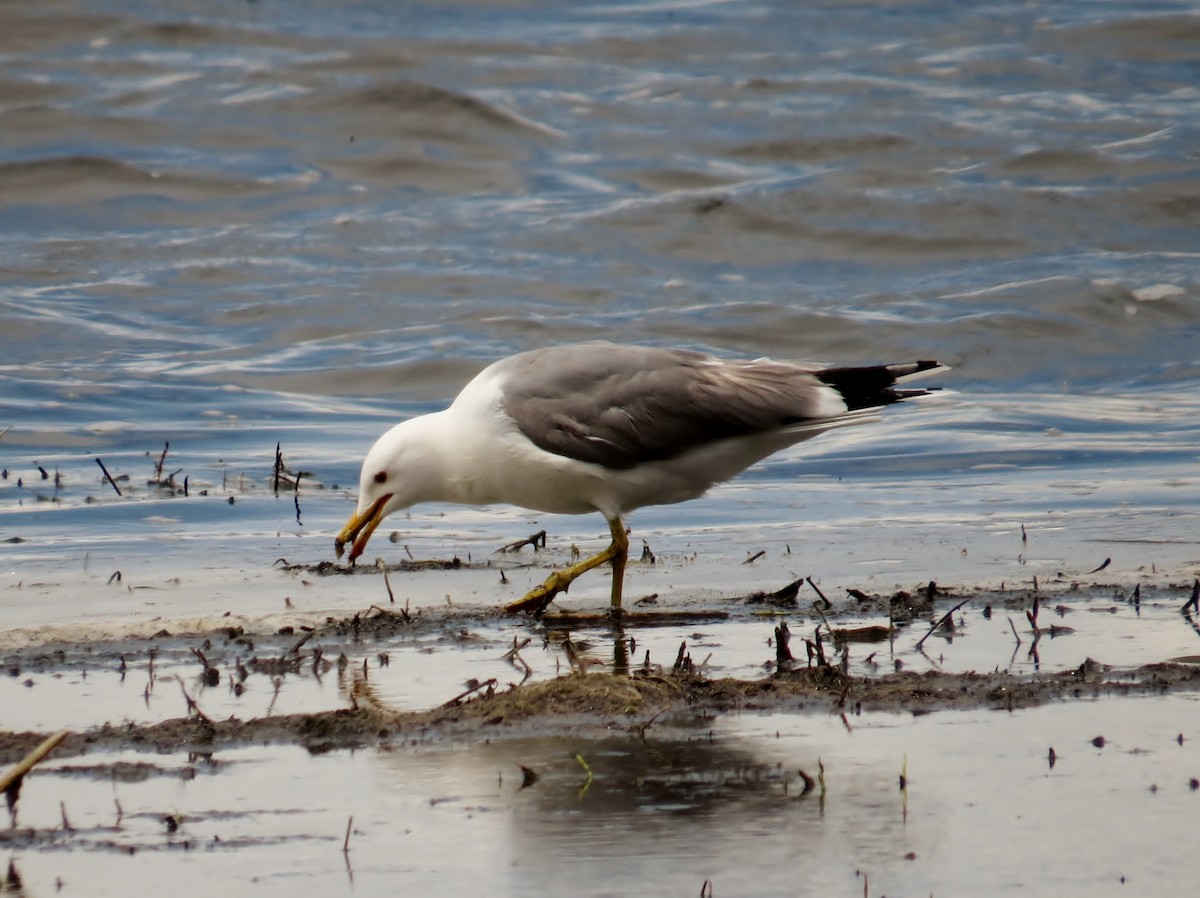 California Gull - ML127155241