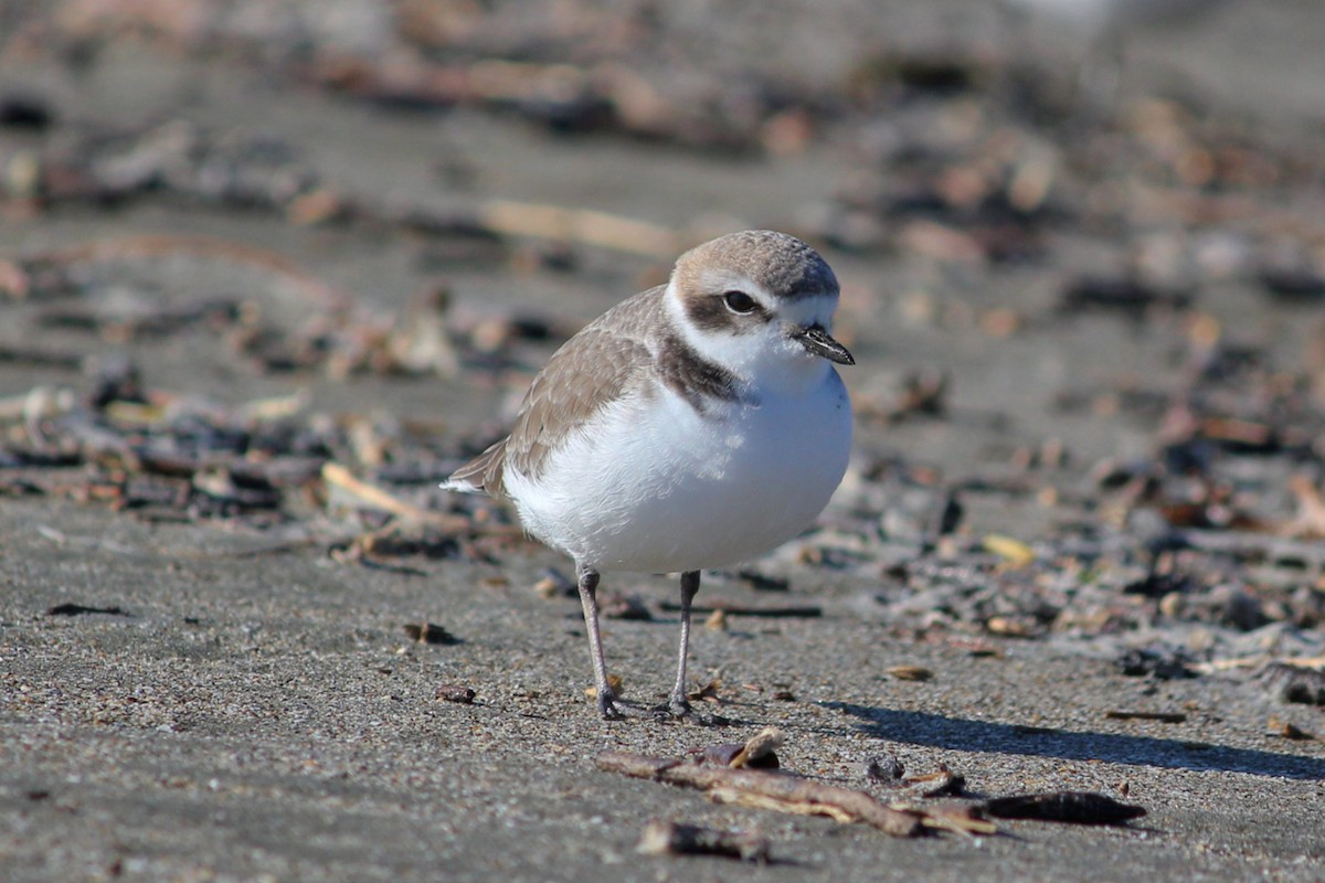 Snowy Plover - ML127157581