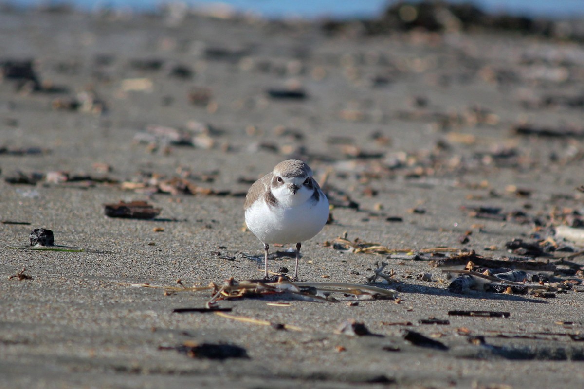 Snowy Plover - ML127157621