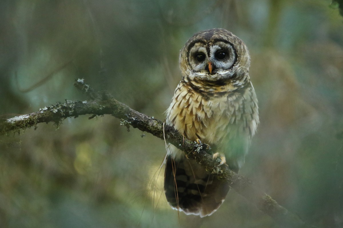 Fulvous Owl - ML127158011