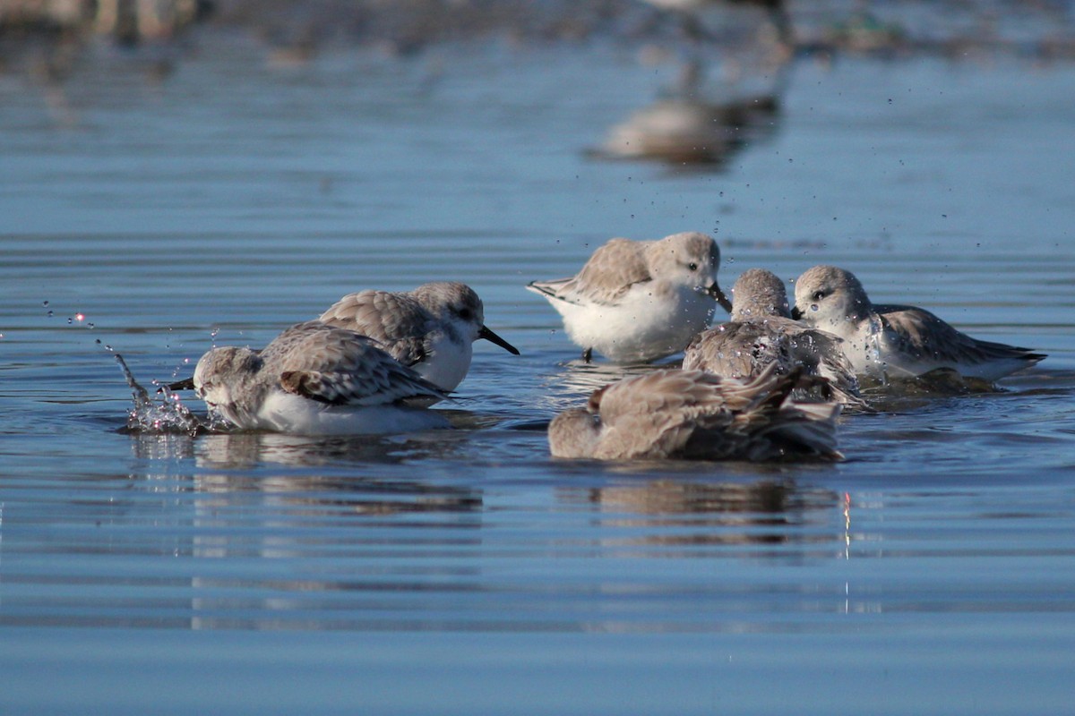 Bécasseau sanderling - ML127158041