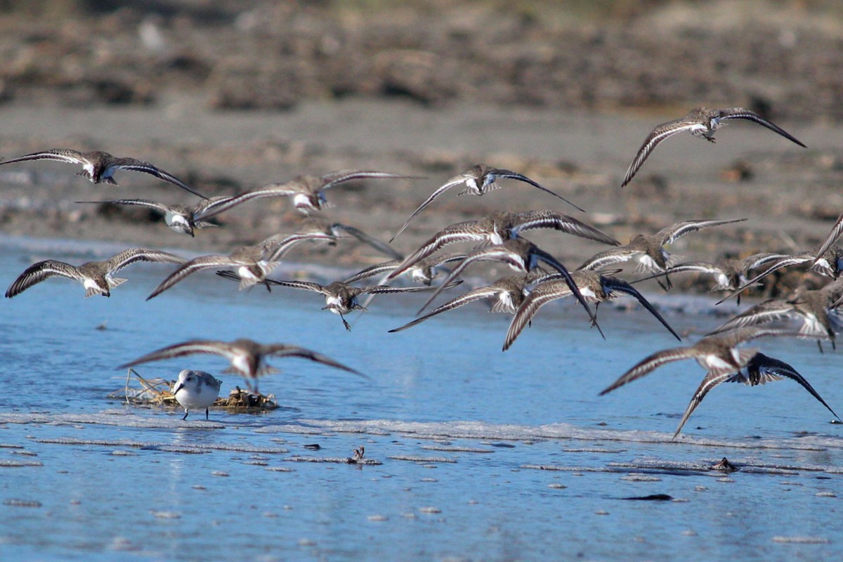 Dunlin - ML127158181