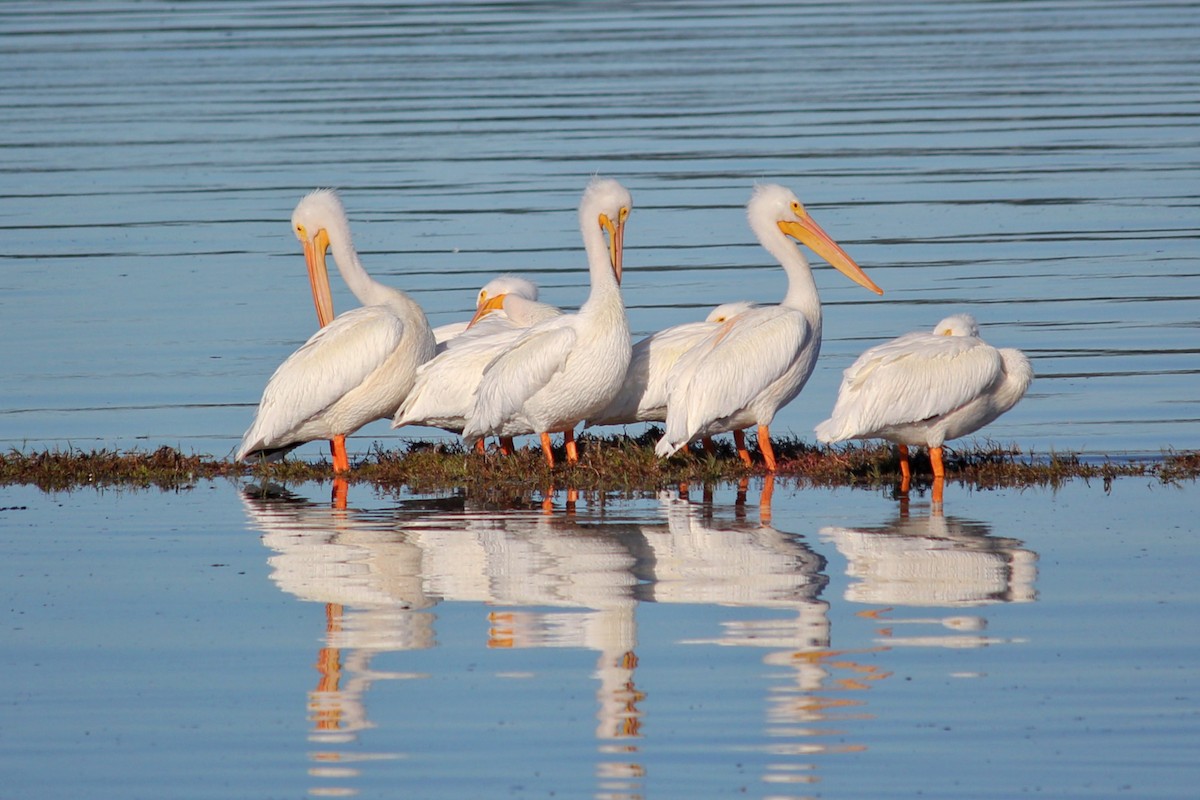 American White Pelican - ML127158461