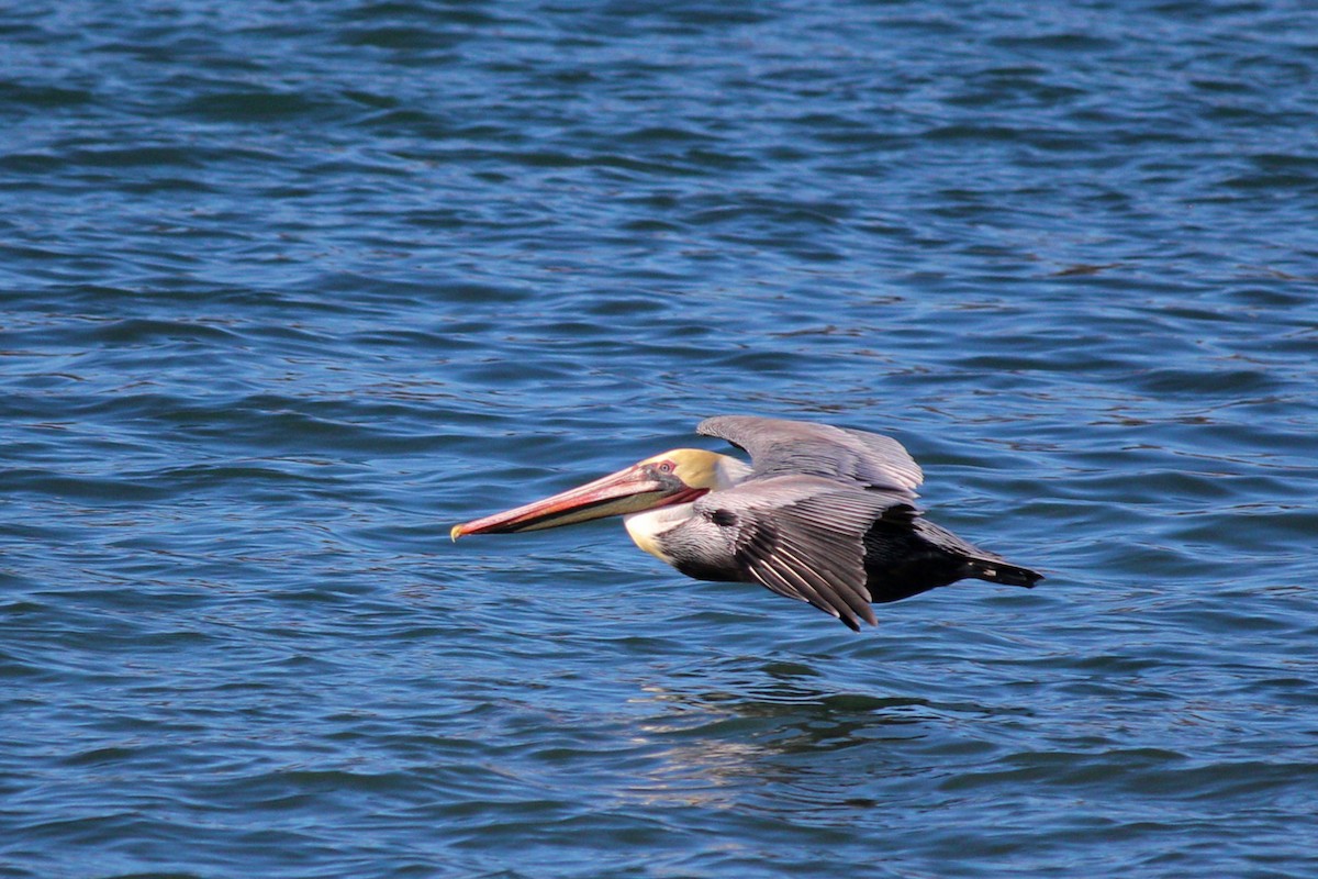 Brown Pelican - ML127158511