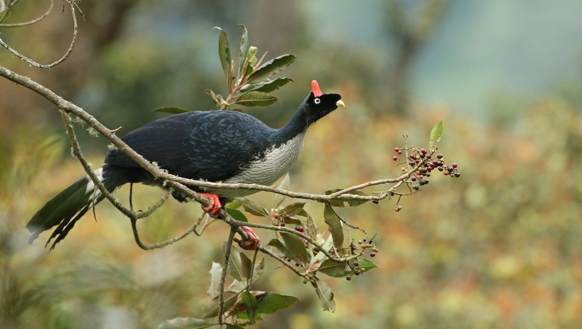Horned Guan - ML127158551