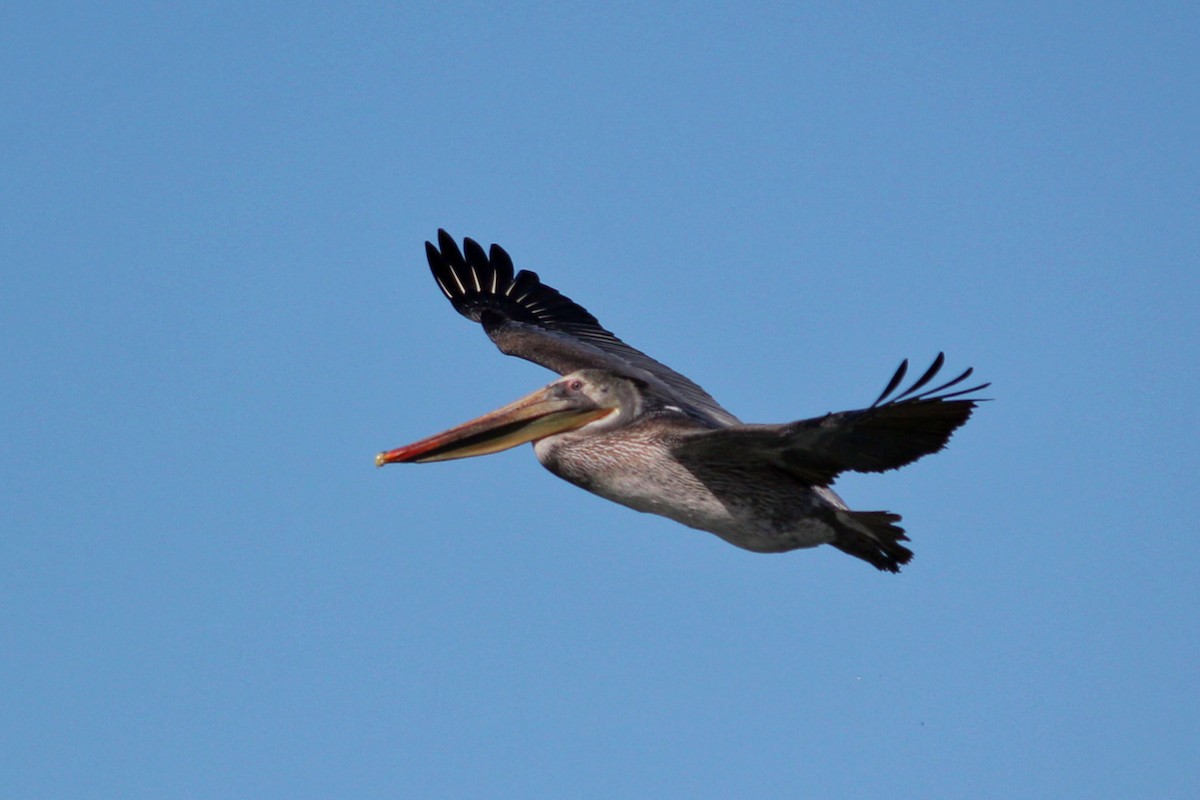 Brown Pelican - ML127158561