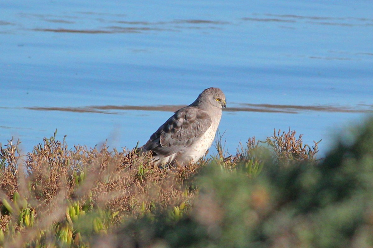 Northern Harrier - ML127158631