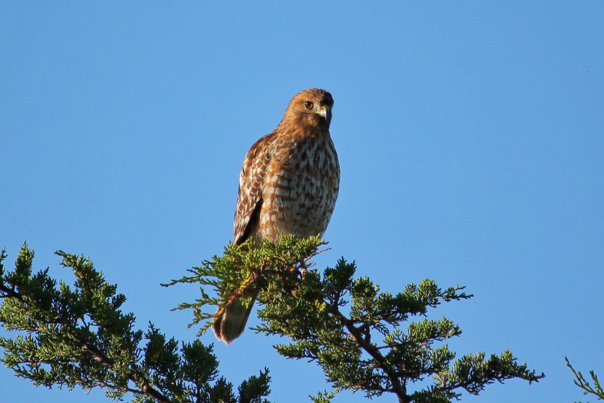 Red-shouldered Hawk - ML127158701