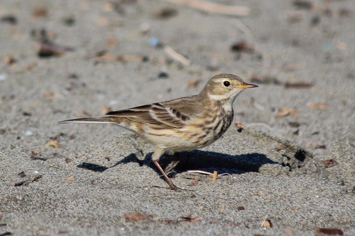 American Pipit - ML127158891