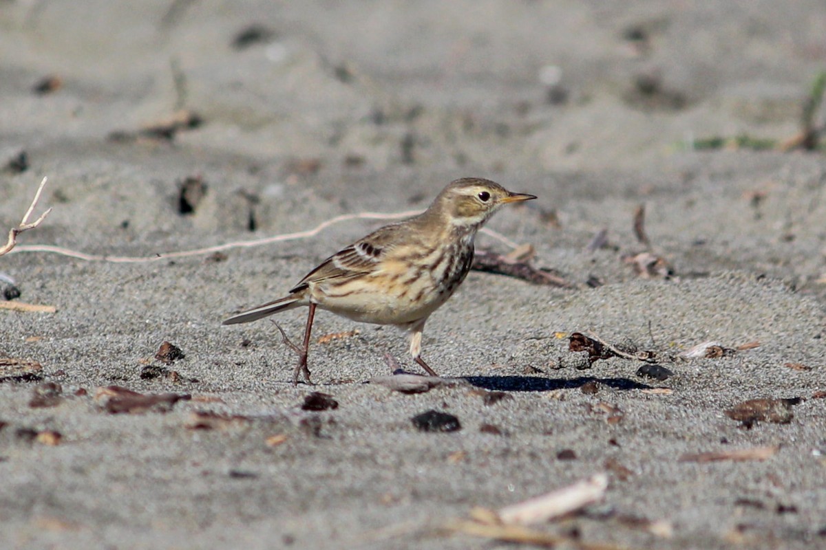 American Pipit - I'm Birding Right Now (Teresa & Miles Tuffli)