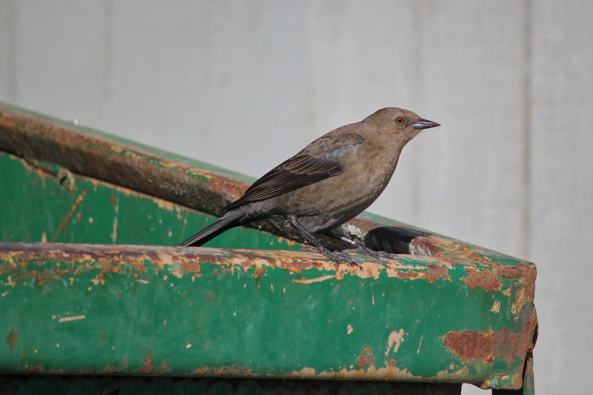 Brewer's Blackbird - ML127159201