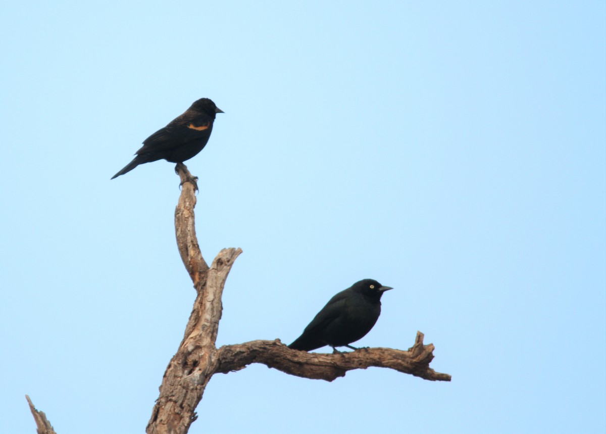 Brewer's Blackbird - ML127160711