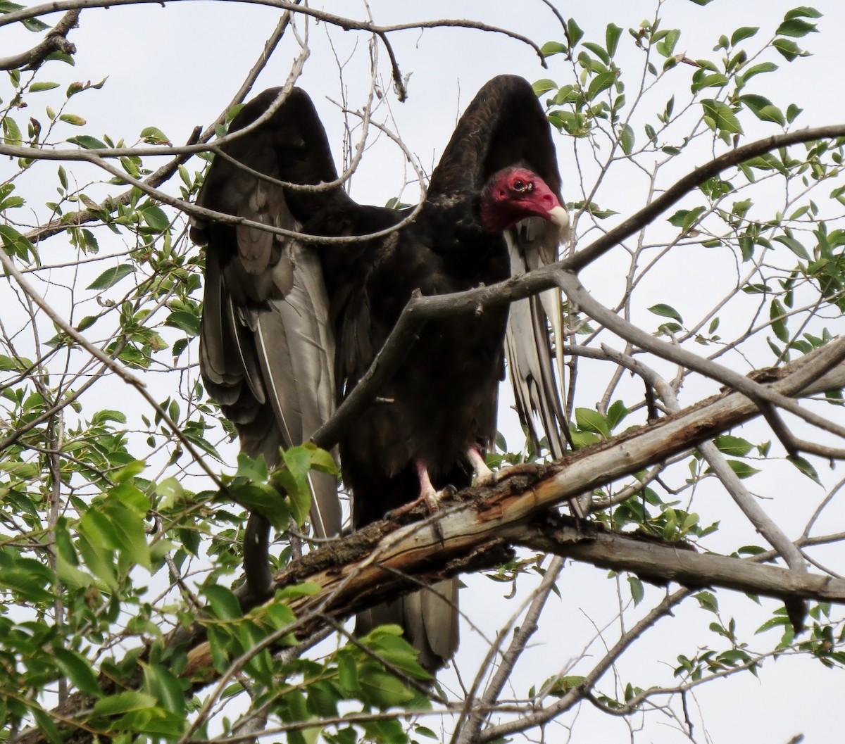 Turkey Vulture - JoAnn Potter Riggle 🦤