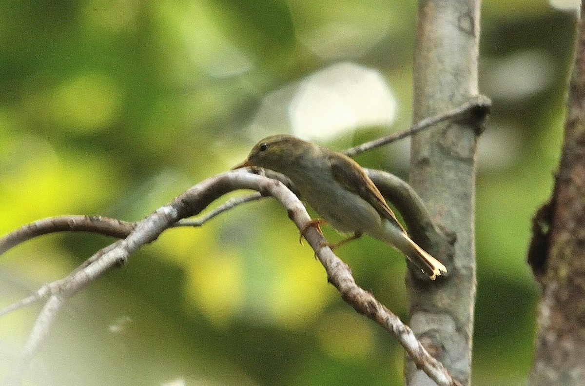 Arctic Warbler - ML127166301