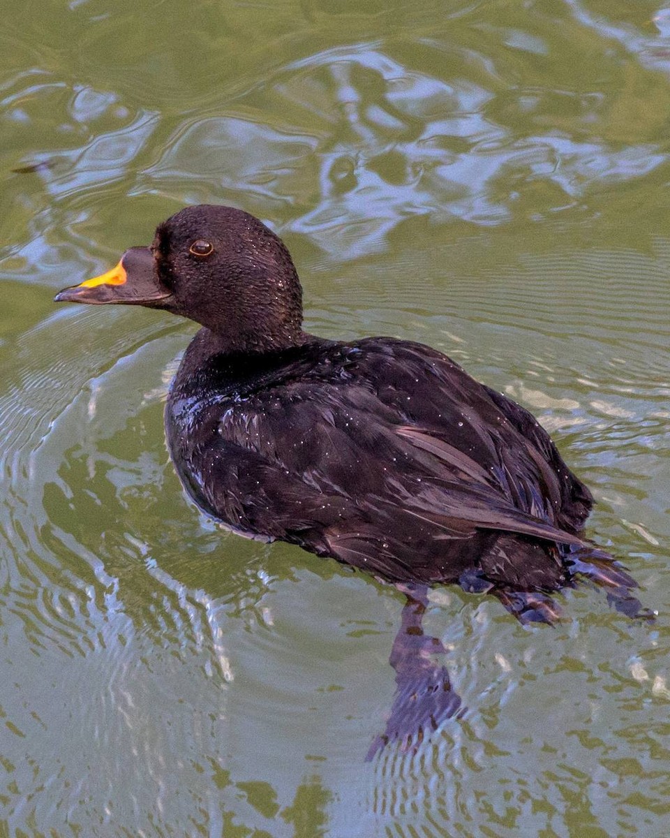 Common Scoter - Seymore Gulls