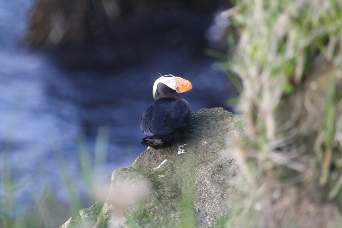 Tufted Puffin - ML127167181