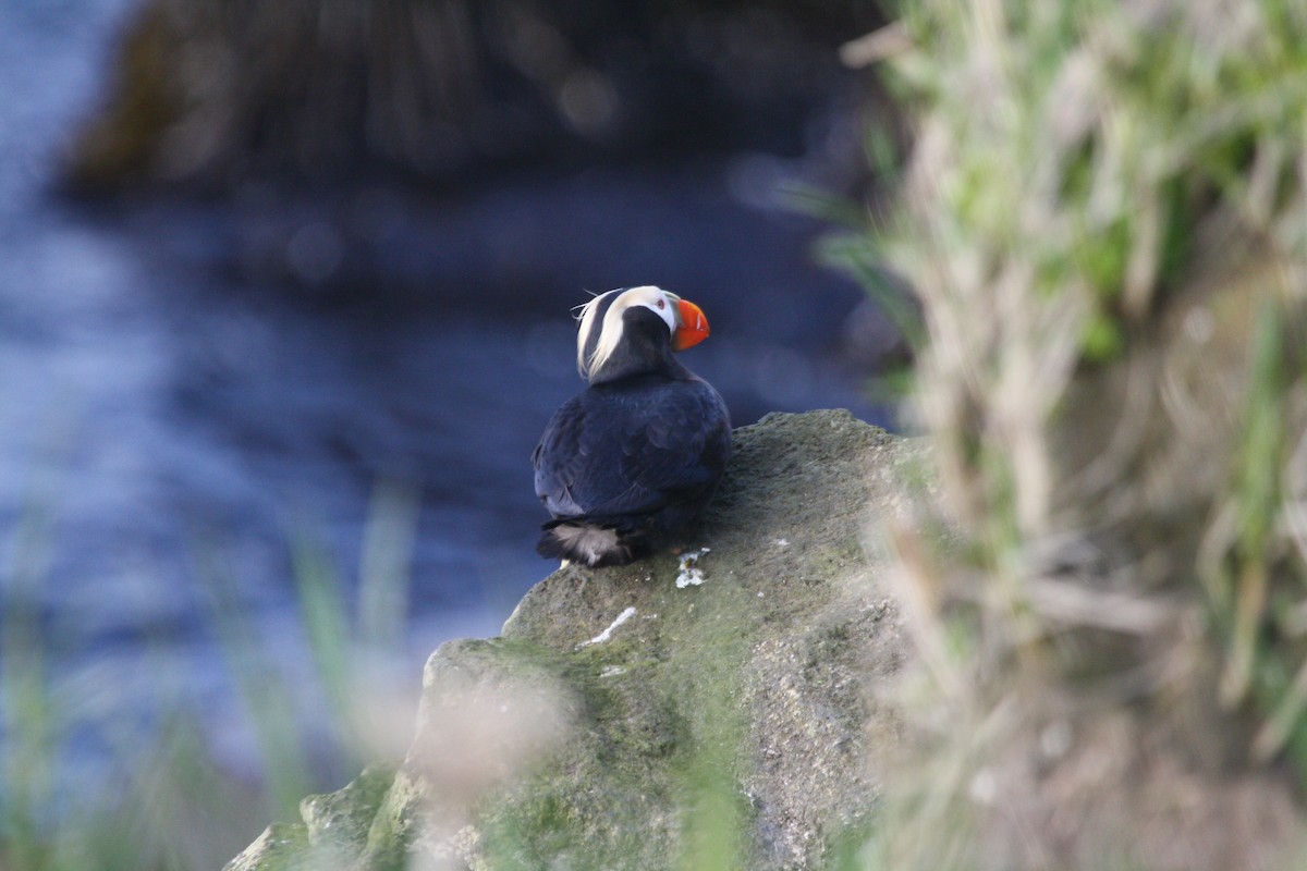 Tufted Puffin - ML127167191