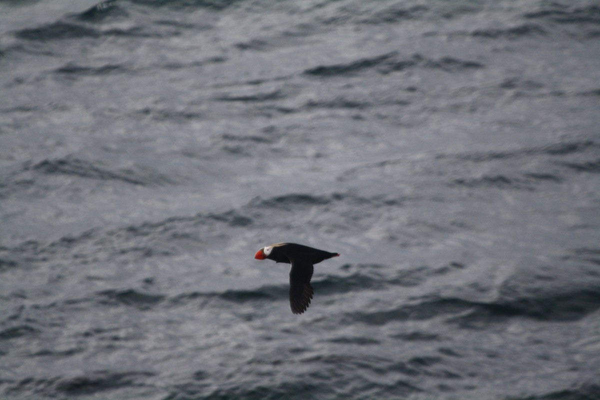 Tufted Puffin - ML127167241