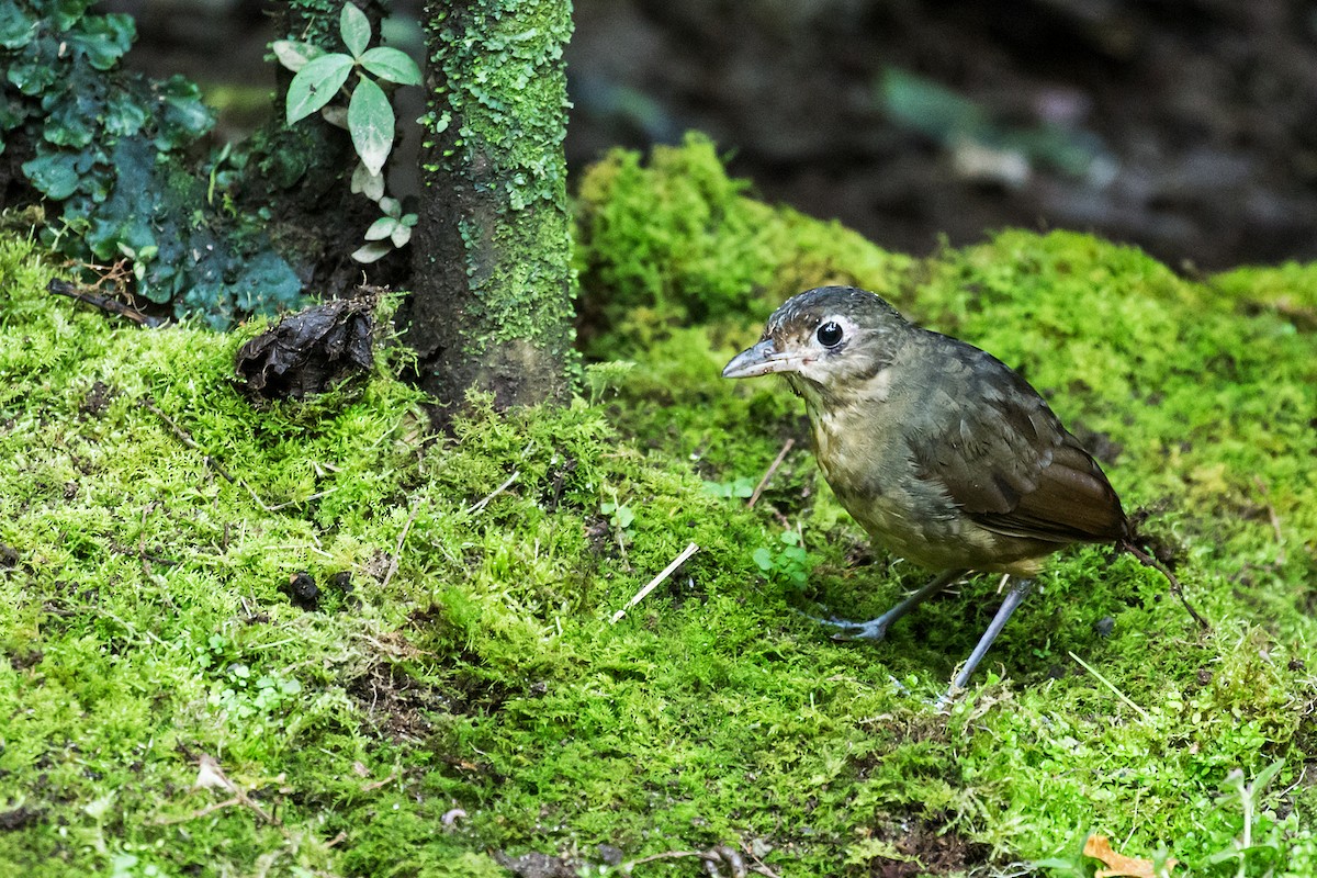 Plain-backed Antpitta - Nick Athanas