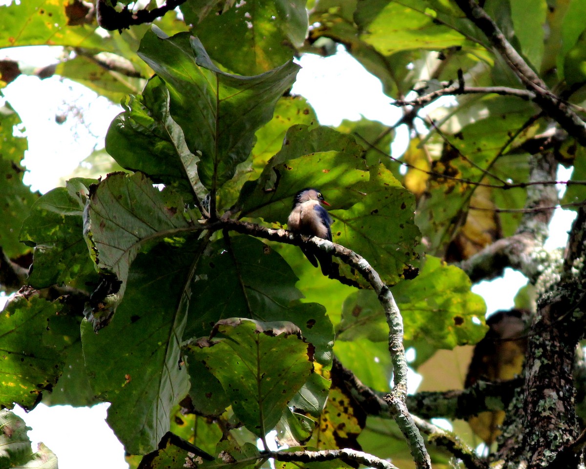 Velvet-fronted Nuthatch - ML127168091