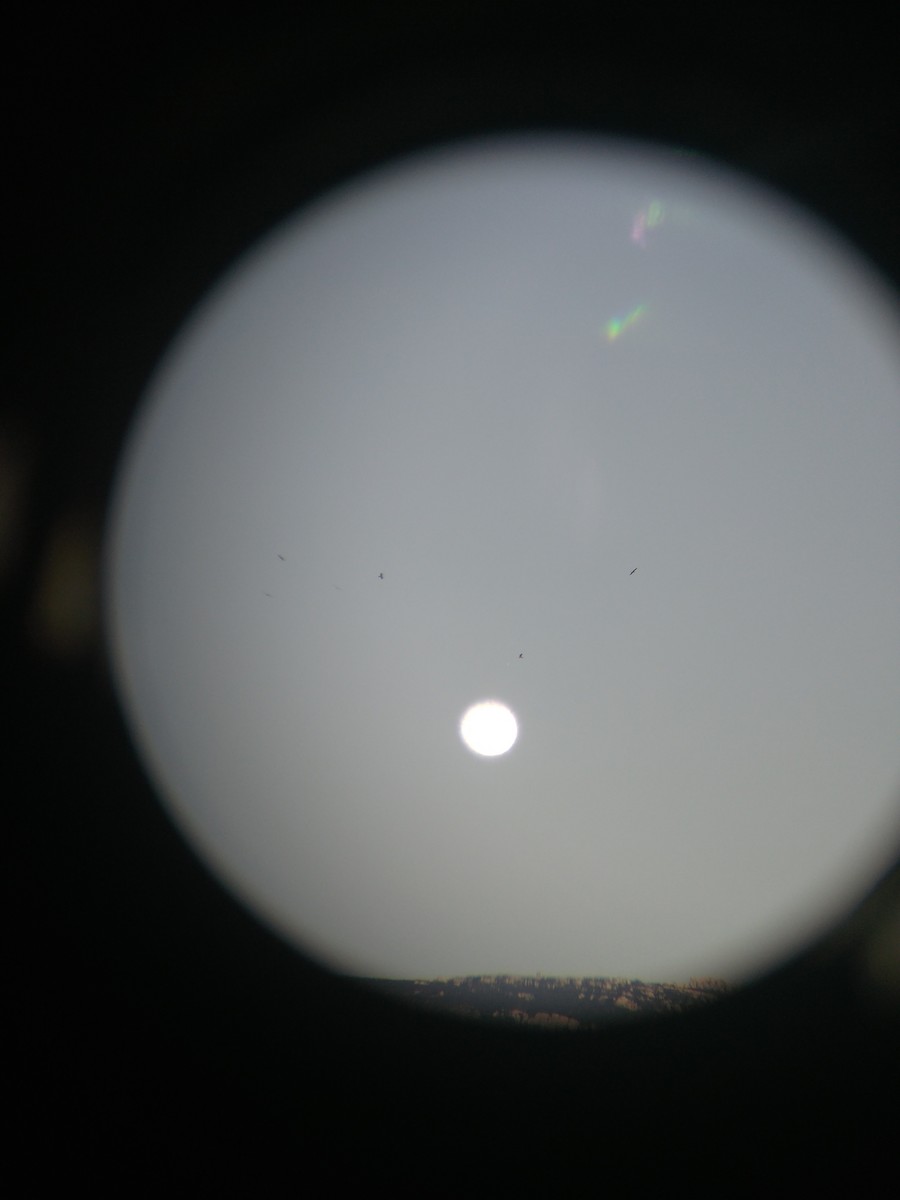 עיט גמדי - ML127168101