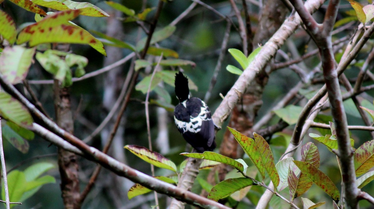 Heart-spotted Woodpecker - ML127168111