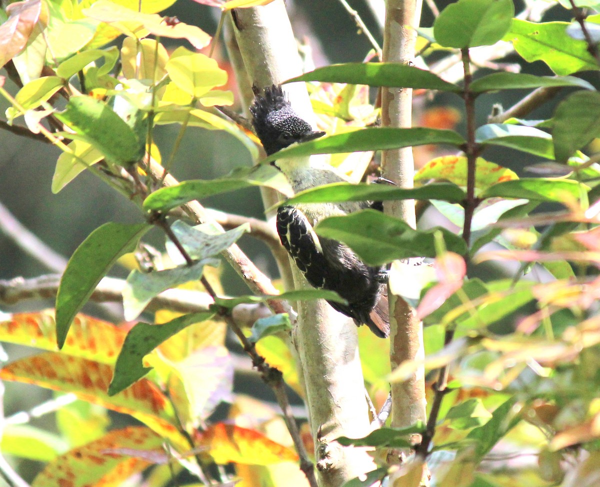 Heart-spotted Woodpecker - ML127168121