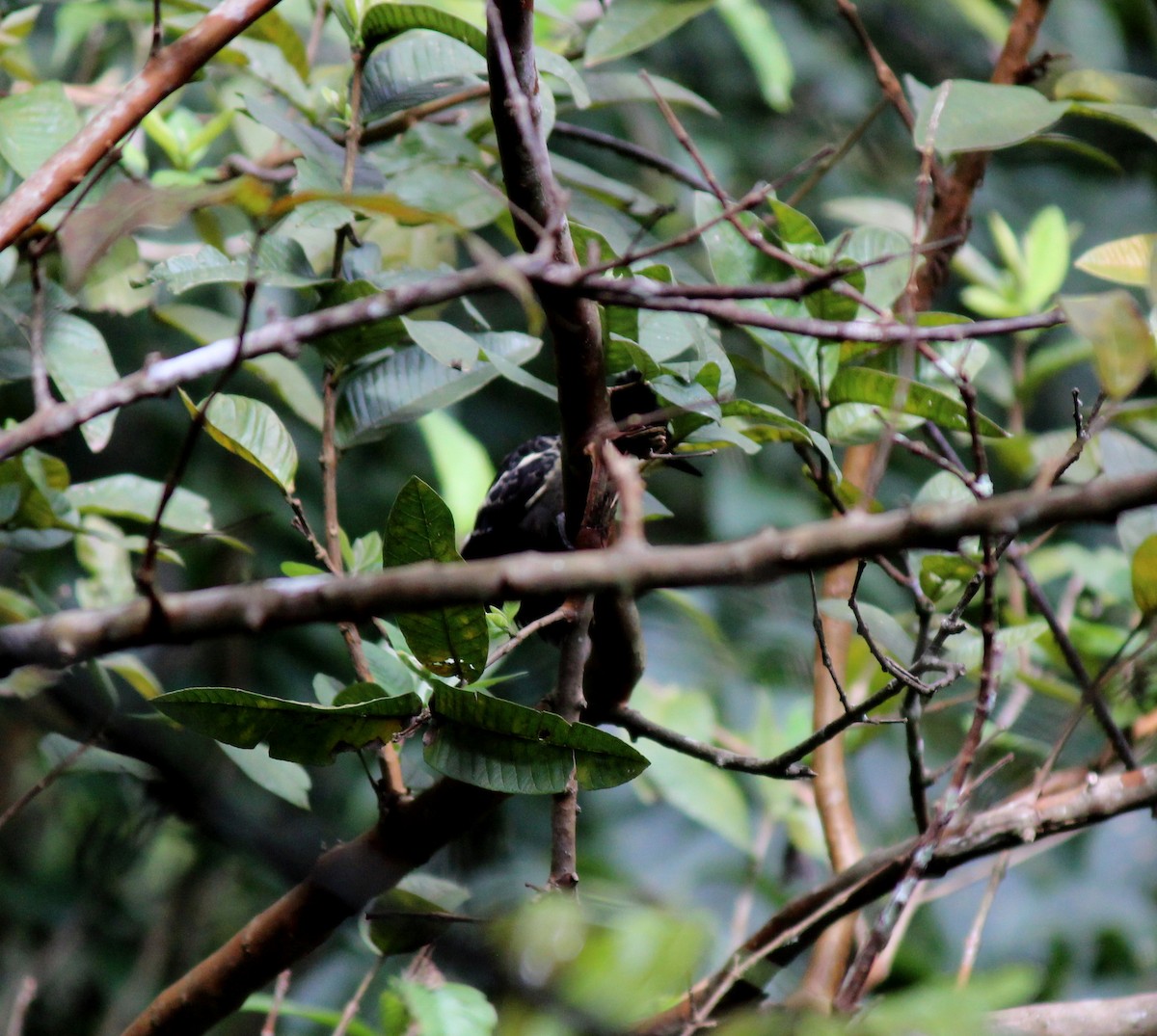 Heart-spotted Woodpecker - ML127168131