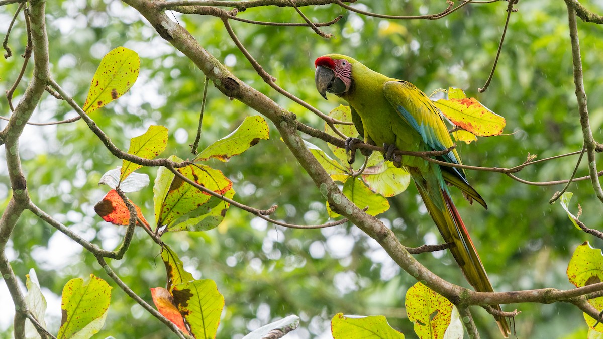 Great Green Macaw - Hans Norelius