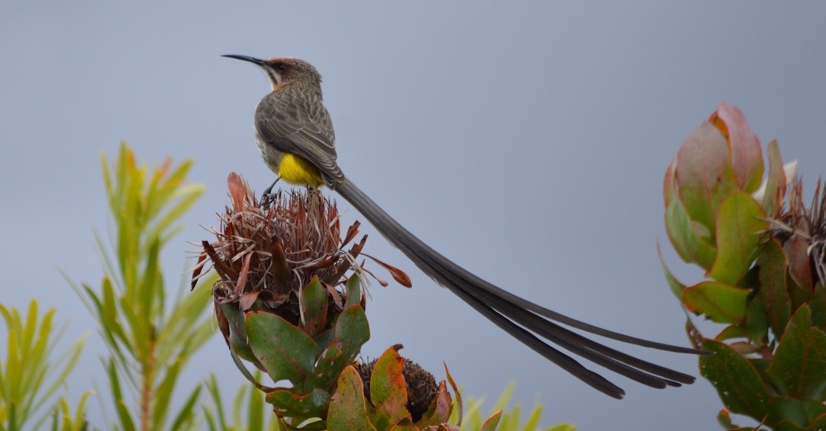 Cape Sugarbird - ML127169111