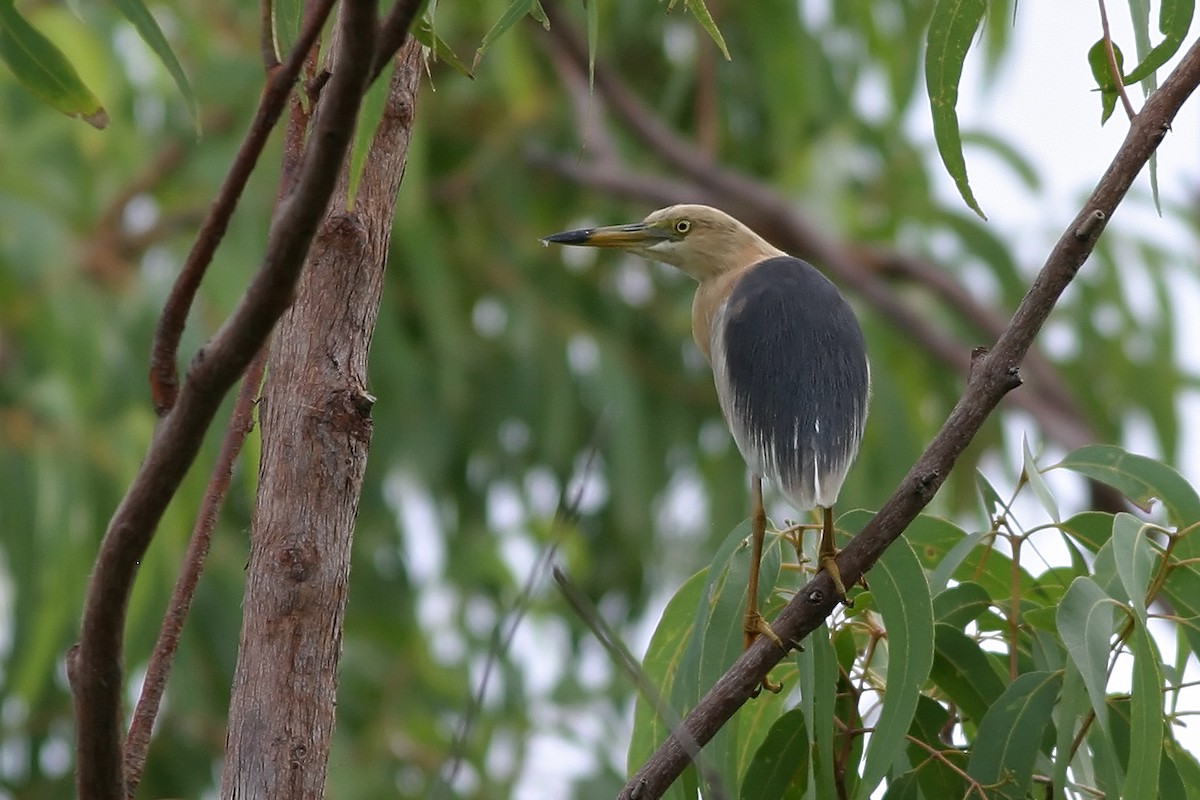 Javan Pond-Heron - ML127171831