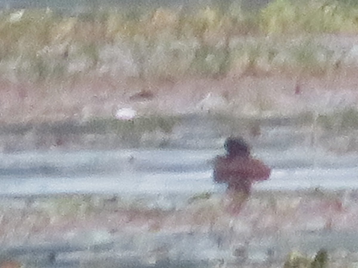 Ferruginous Duck/Baer's Pochard - ML127172171