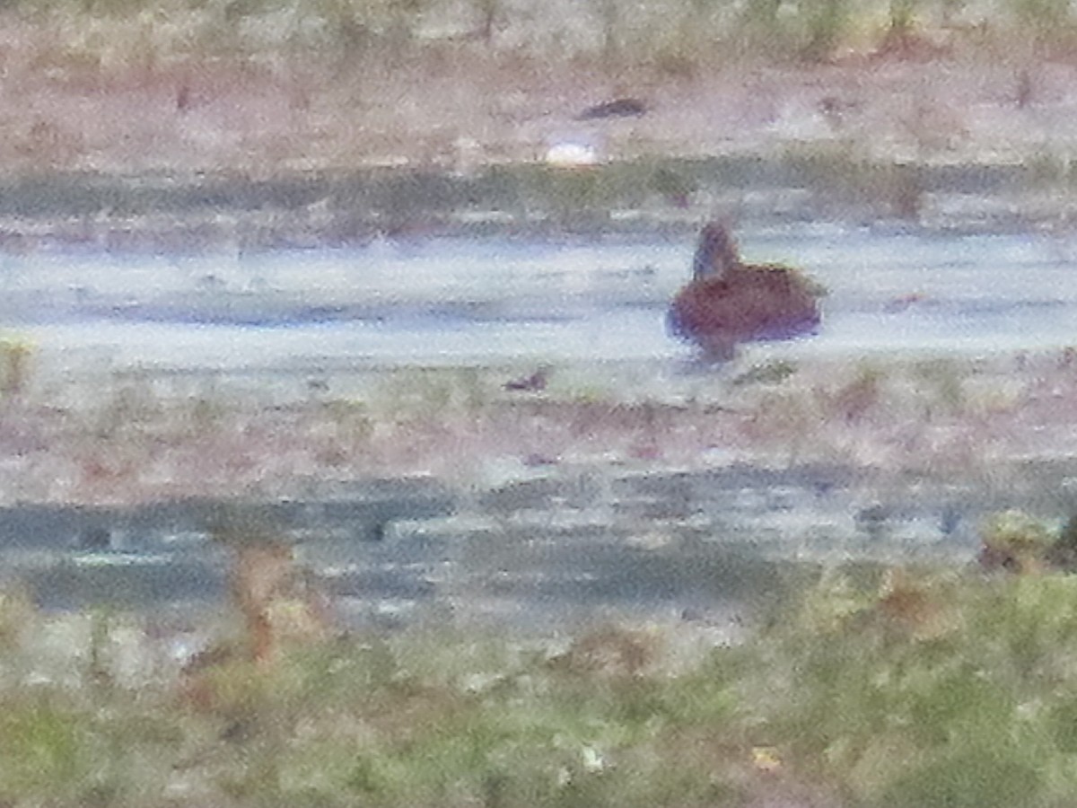 Ferruginous Duck/Baer's Pochard - Robert Tizard