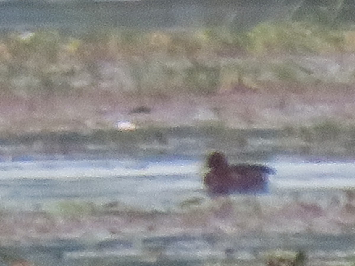 Ferruginous Duck/Baer's Pochard - ML127172191