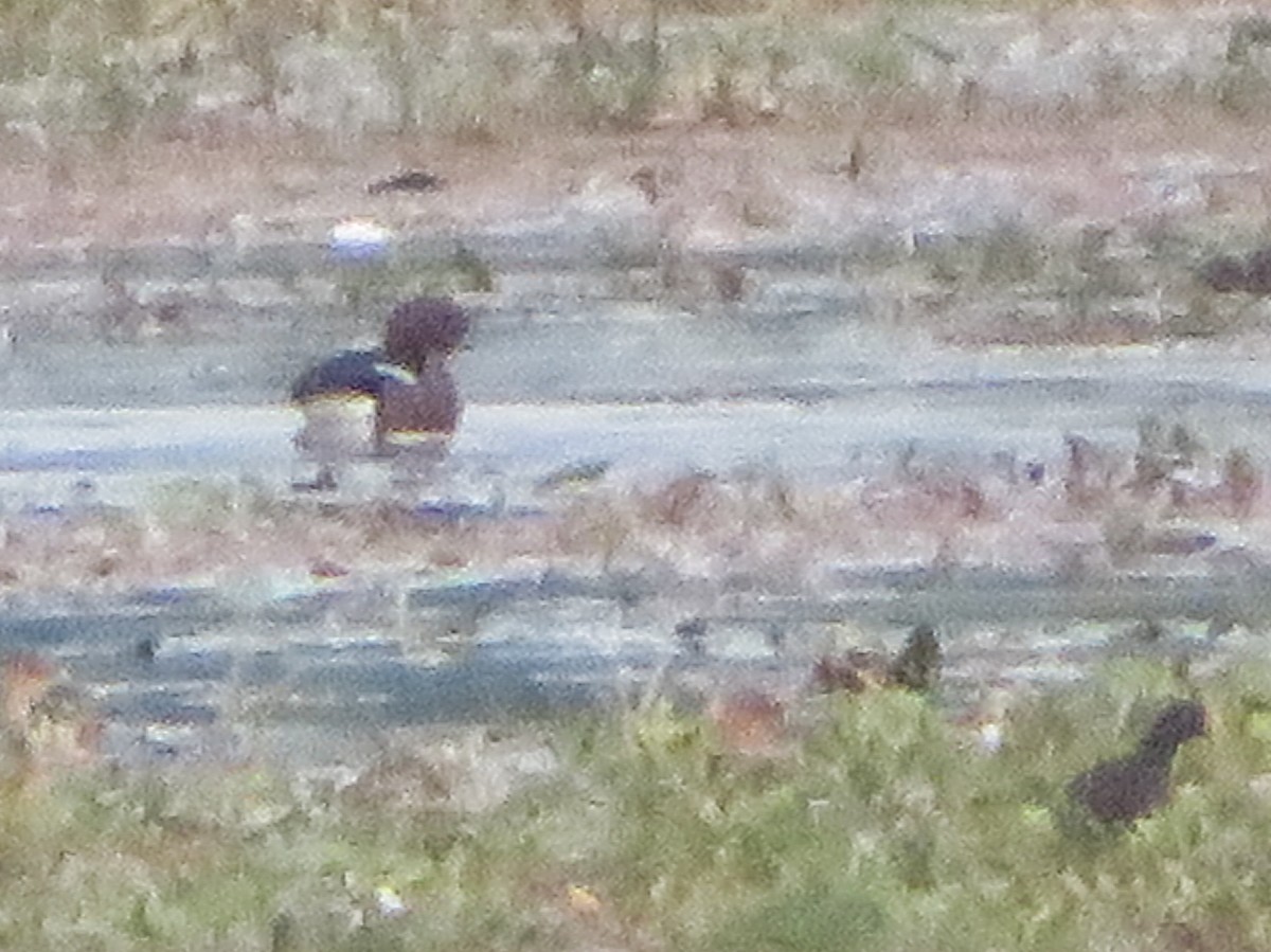 Ferruginous Duck/Baer's Pochard - ML127172201