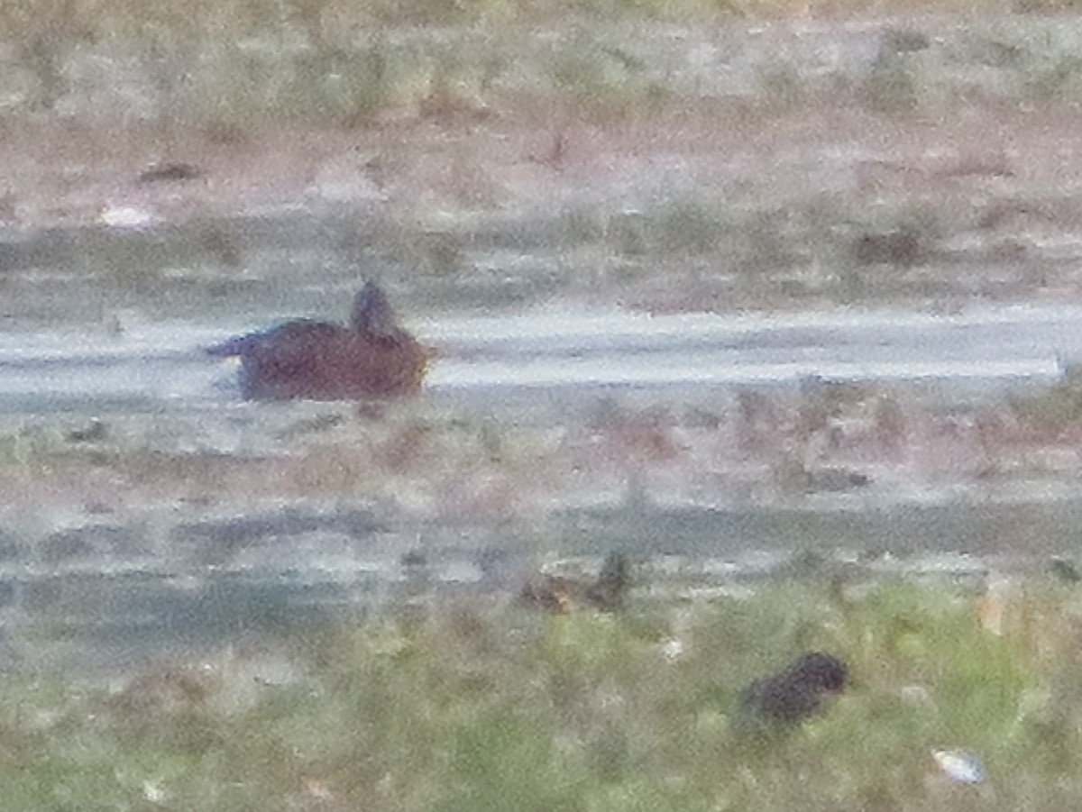 Ferruginous Duck/Baer's Pochard - ML127172211