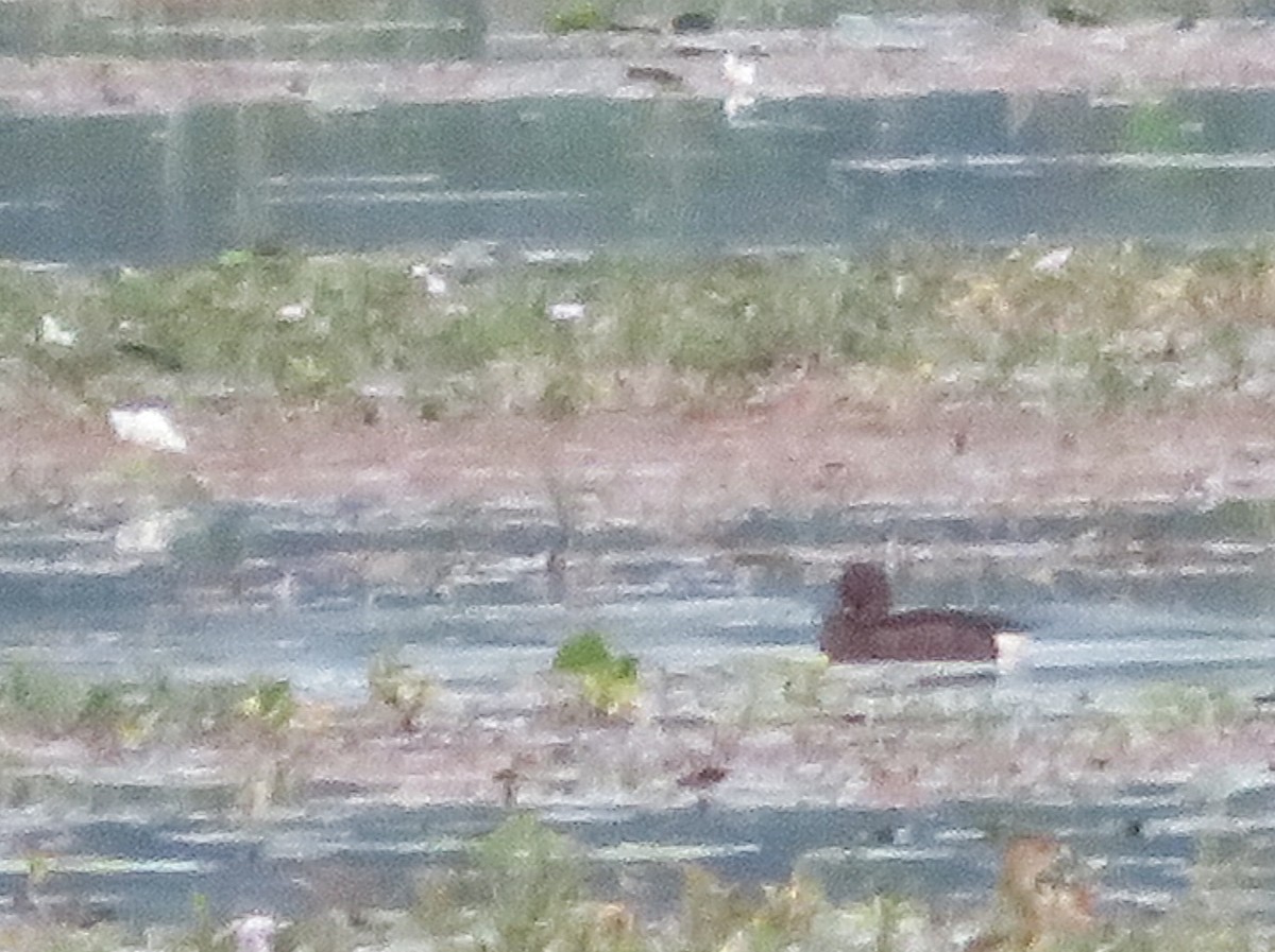 Ferruginous Duck/Baer's Pochard - ML127172221