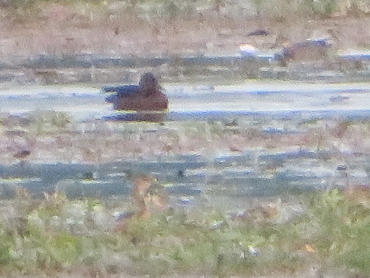 Ferruginous Duck/Baer's Pochard - Robert Tizard