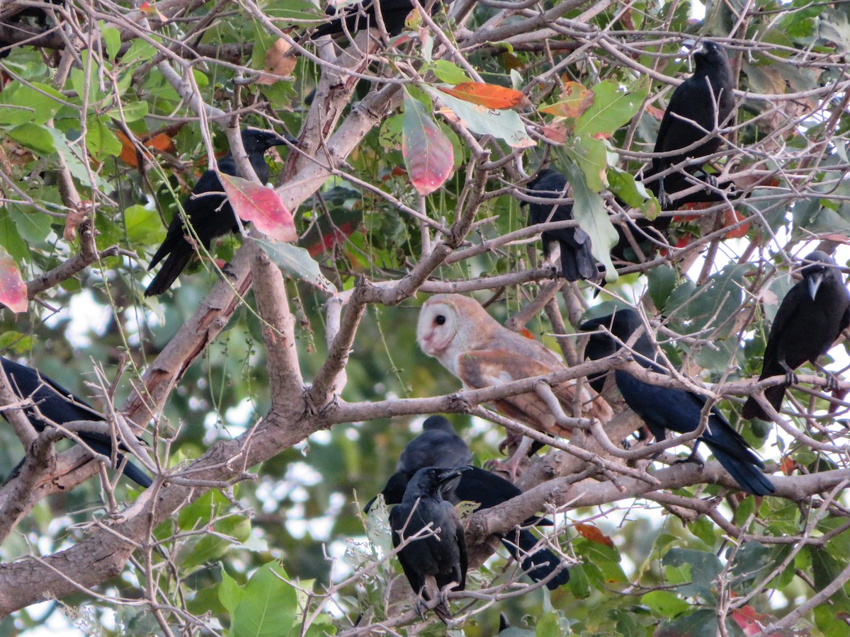 Barn Owl (Eastern) - ML127172251