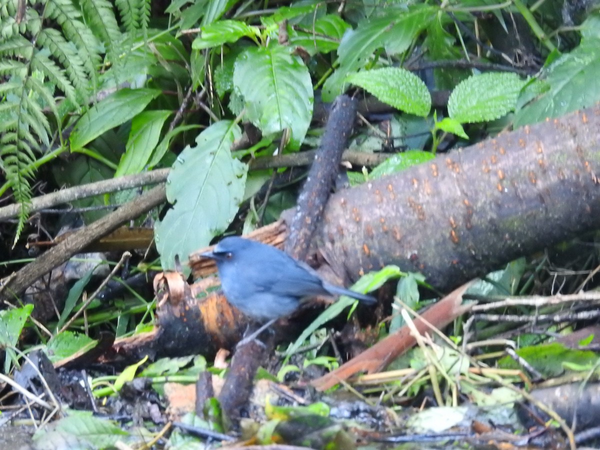 White-bellied Sholakili - ML127173281