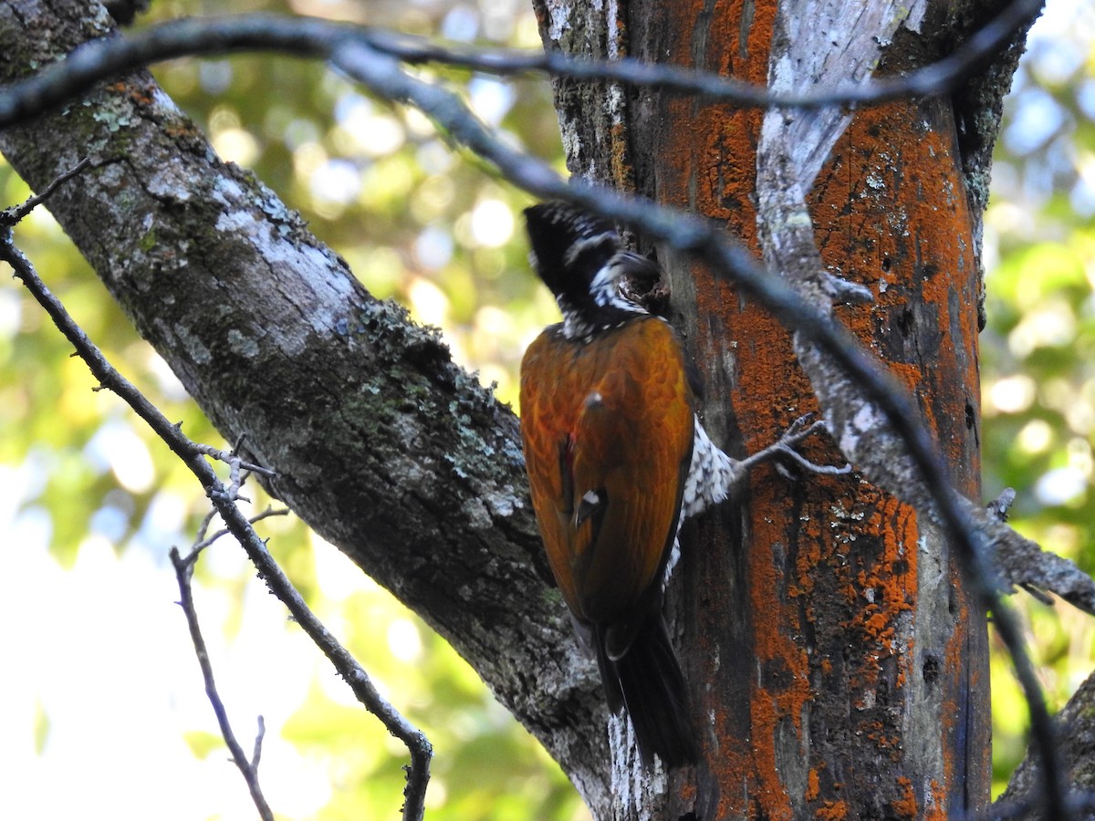 Malabar Flameback - ML127173361