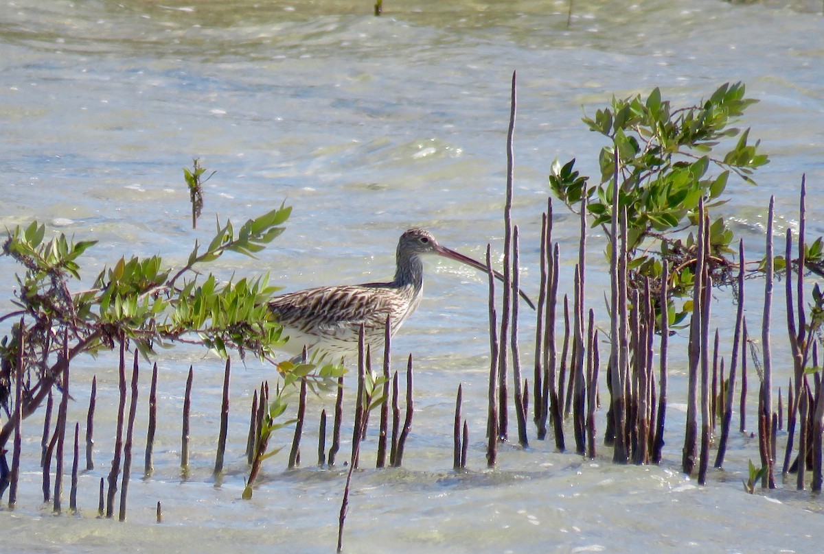 Eurasian Curlew - ML127173761