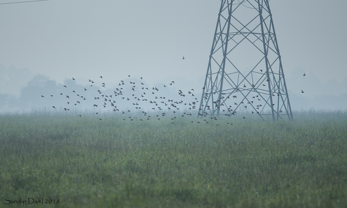 Black-breasted Weaver - ML127173951