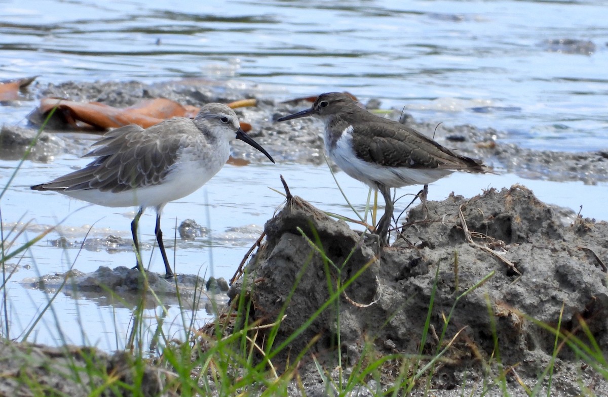 Common Sandpiper - ML127175181