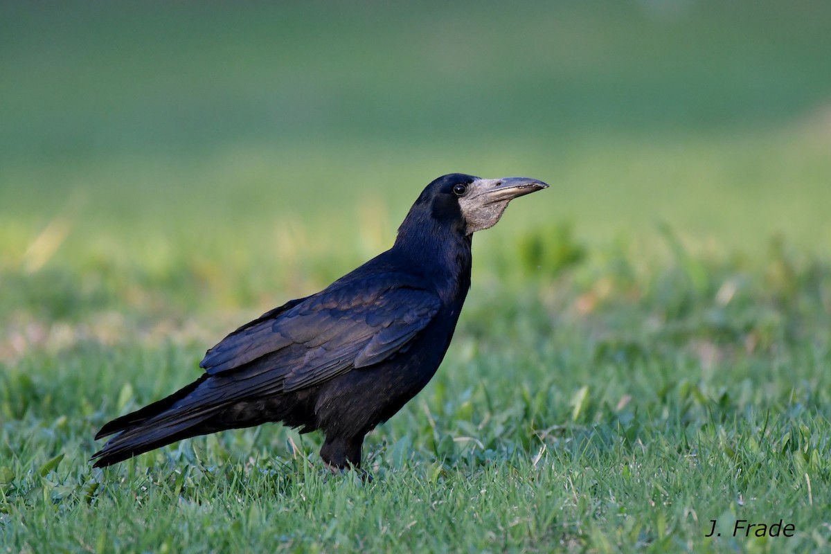 Rook - José Frade