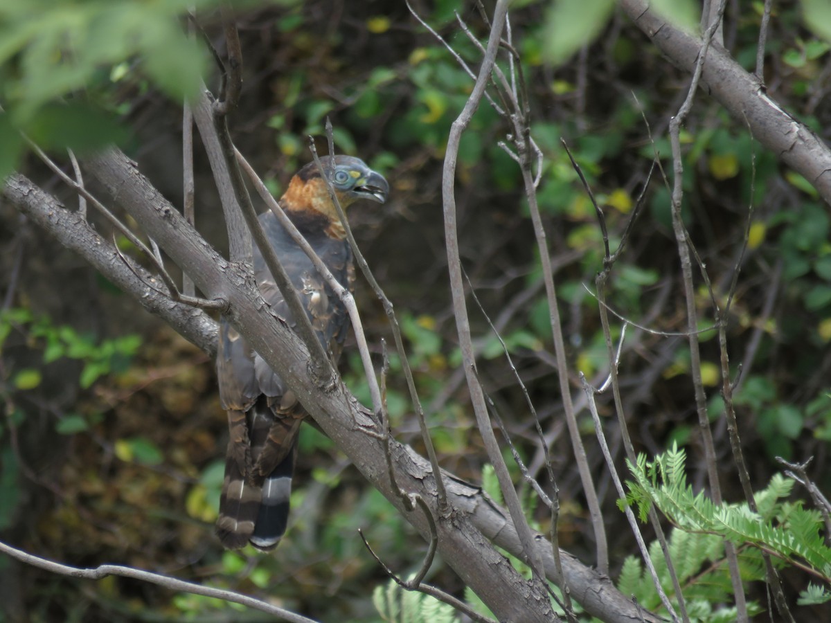 Hook-billed Kite - ML127175621