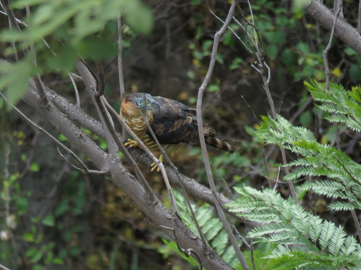 Hook-billed Kite - ML127175631