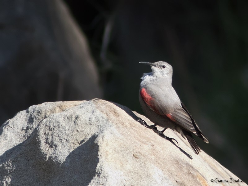 Wallcreeper - ML127175811