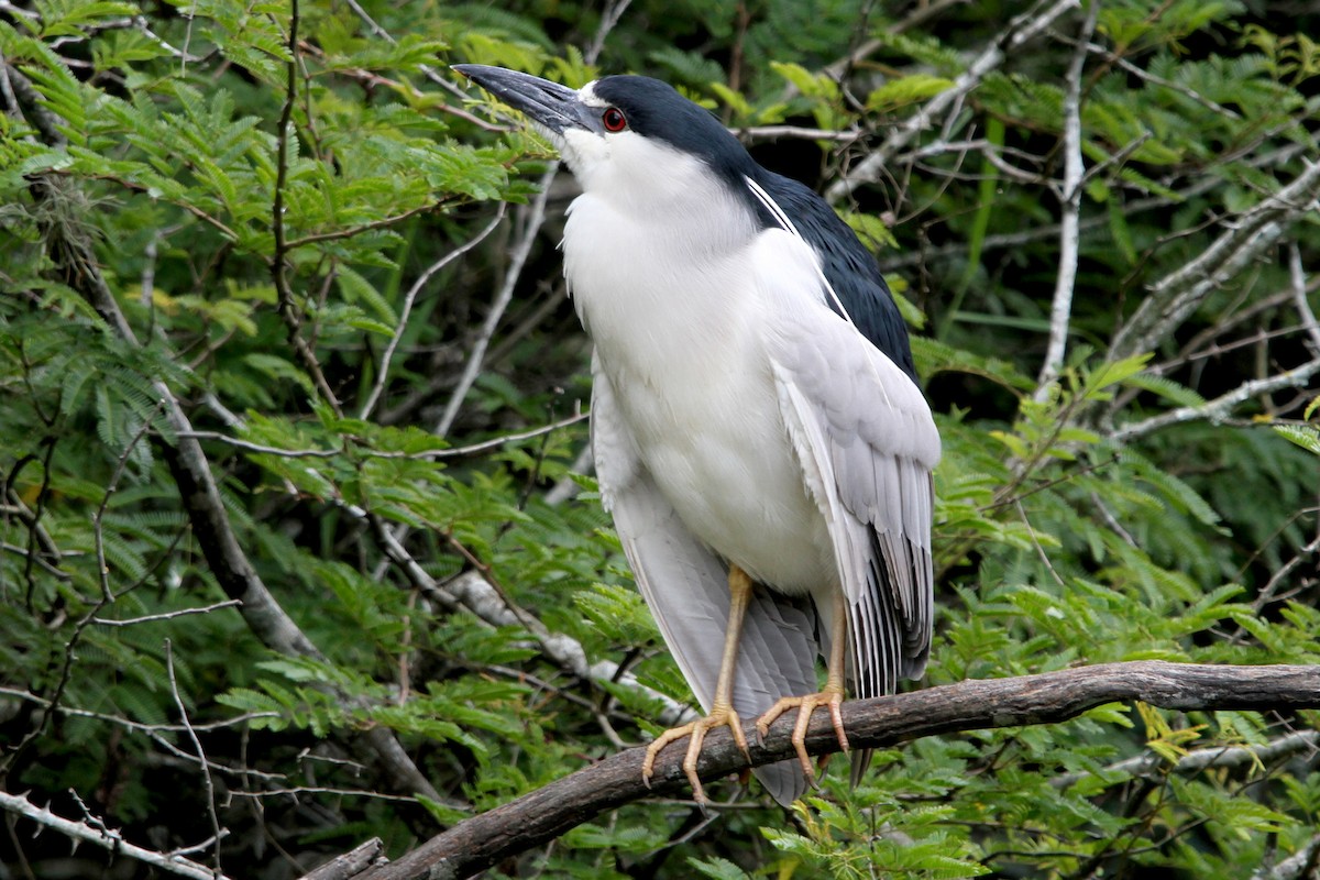 Black-crowned Night Heron - Pedro Ayres